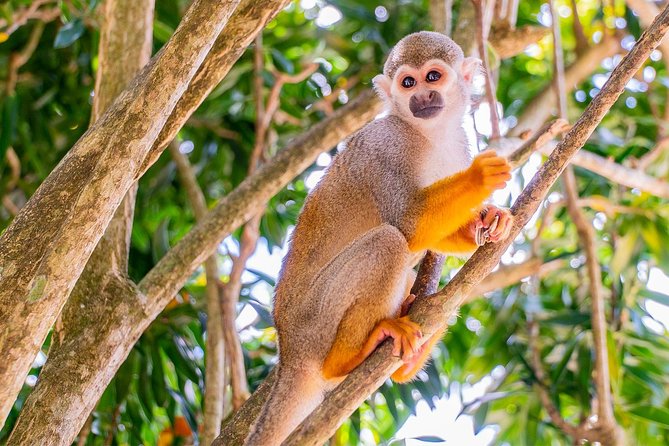 Monkeyland & Plantation Safari Full Day from Juan Dolio - Price and what you really get for $95