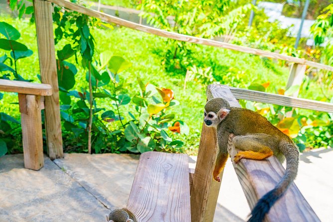 Monkeyland Puerto Plata - The Countryside Home Stop: What It Means to See Life Without Utilities