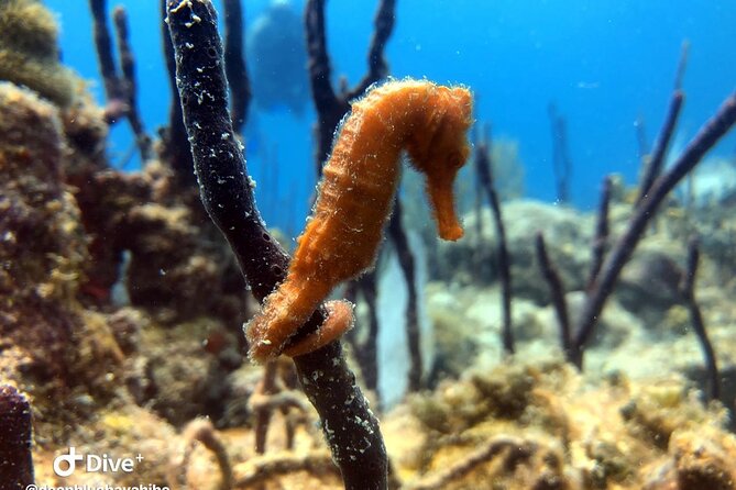 PADI Open Water Diver Course in Bayahibe - Price and what that $410 includes (and what it doesn’t)