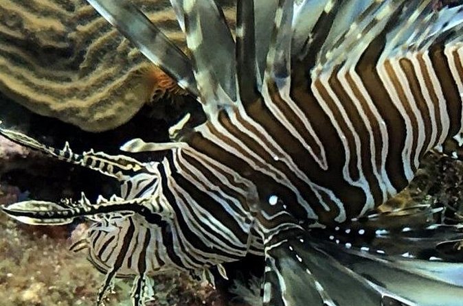 PADI Open Water Diver Course in Bayahibe - Pool skills you’ll actually be tested on (and why each matters)