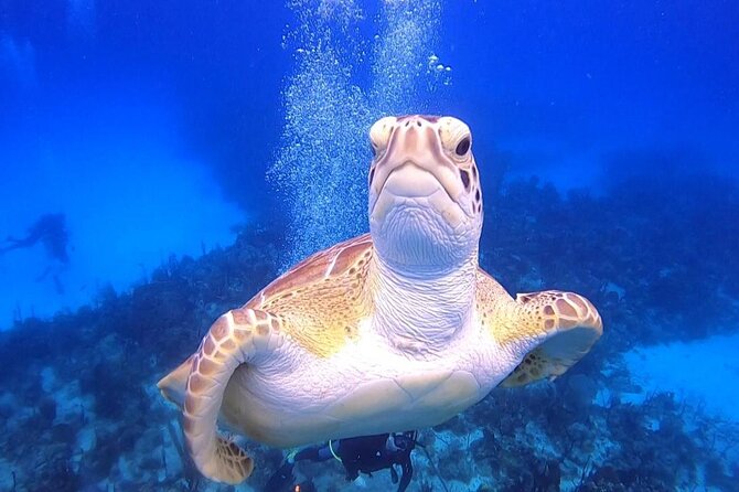PADI Open Water Diver Course in Bayahibe - Day-by-day flow: theory, pool skills, swim check, then ocean training