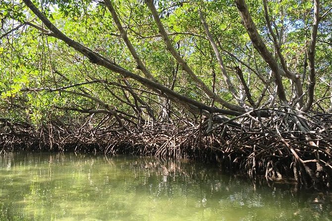 Paradise Island & Mangroves Tour - Paradise Island, Cayo Arena time and what snorkeling is like