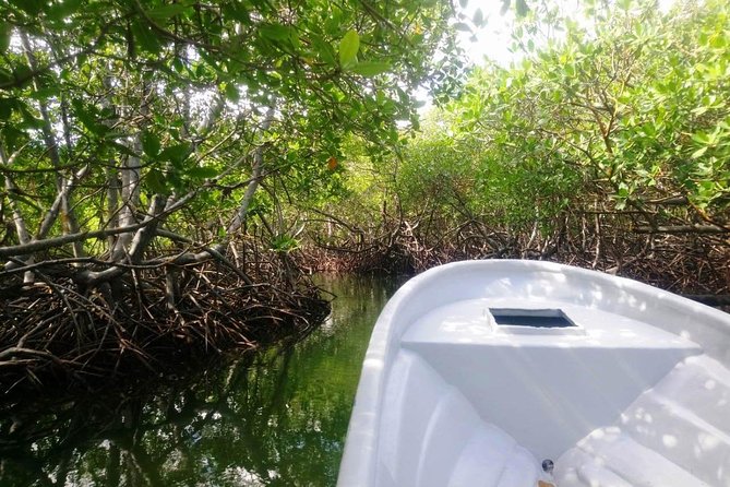 Paradise Island & Mangroves Tour - Crowds, washrooms, and the season factor you cannot ignore