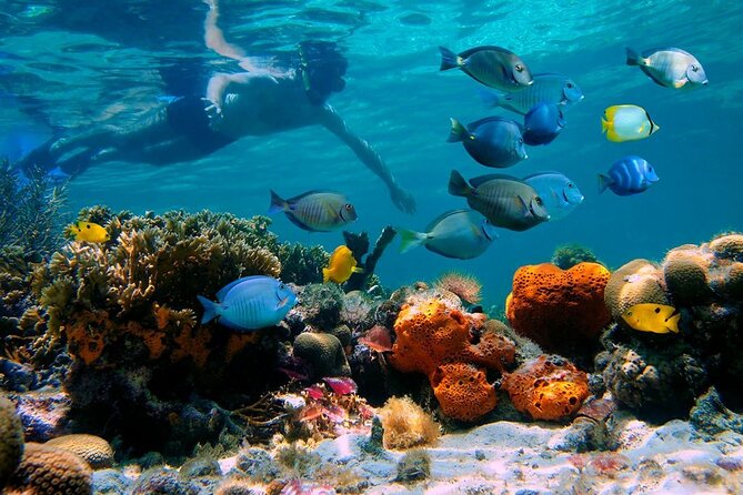 paradise island ( punta rucia) - Snorkeling on Paradise Island: included gear and what to watch for