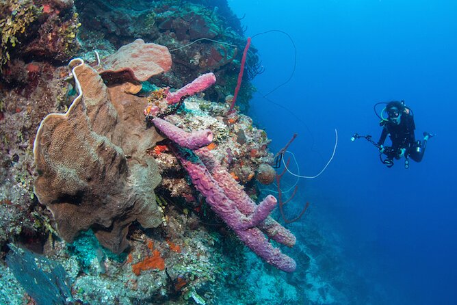 Private Bayahibe 3 Tank Diving with Lunch from Punta Cana - Lunch by the sea: a la carte choices that keep your energy up