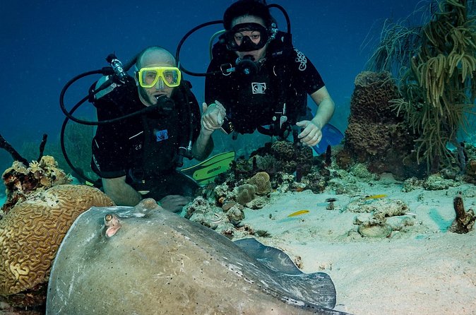 Private Bayahibe 3 Tank Diving with Lunch from Punta Cana - Value check: the $1,300 private group price, and when it feels like a bargain