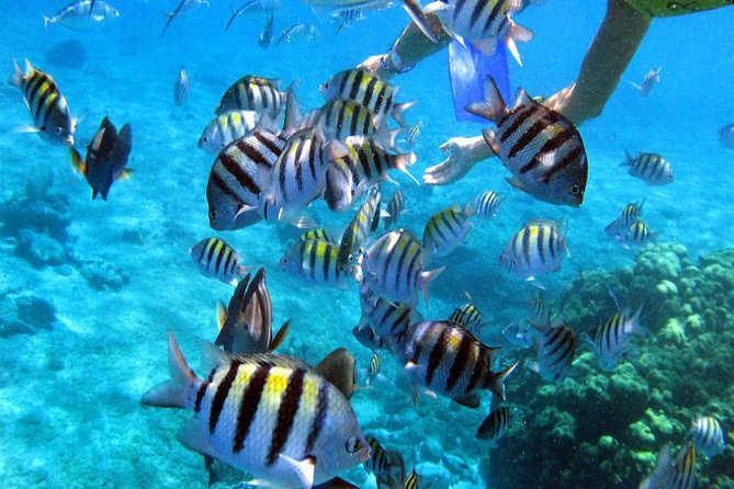 Private Catamaran Booze Cruise & Snorkeling - Drinks, rules, and onboard comfort for groups up to 15