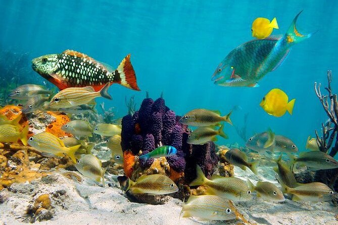 Private Party Boat with Snorkeling in Playa Bibijagua - Open bar, snacks, and personalized music on board