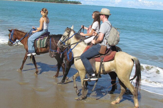 Puerto Plata City Horseback Riding Tour ,Rios,Beaches and Countryside - The Horse Ride: Gentle Mounts and What Matters Before You Go