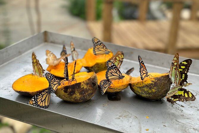 Puerto Plata City Tour with Butterfly Garden - Key things I’d prioritize on this tour
