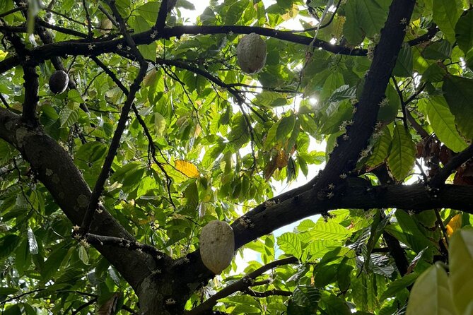 Puerto Plata City Tour with Butterfly Garden - Maimon countryside roots and the butterfly garden centerpiece
