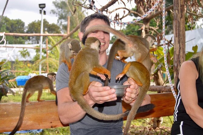 Puerto Plata City Tour with Monkeys - The Big Moment: Cevallos Monkey Home and Fruit Plantations