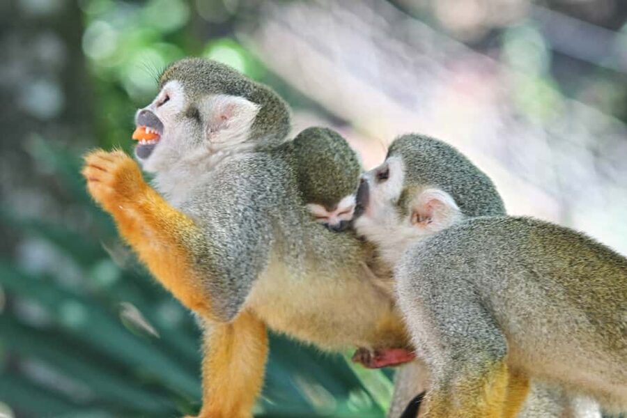 Puerto Plata: Monkeyland and Zip-Line Adventure - Final Call: Should You Book This Monkeyland Zip-Line Combo?