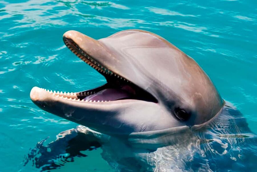 Puerto Plata: Ocean World Adventure Park Day Pass - Key Things That Make This Day Pass Worth Your Time