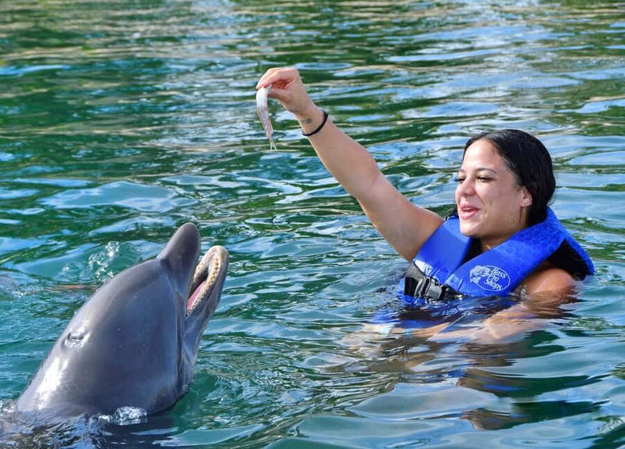 Puerto Plata Ocean World Dolphin Swim - 30 minutes with Atlantic bottlenose dolphins in a man-made dolphin habitat