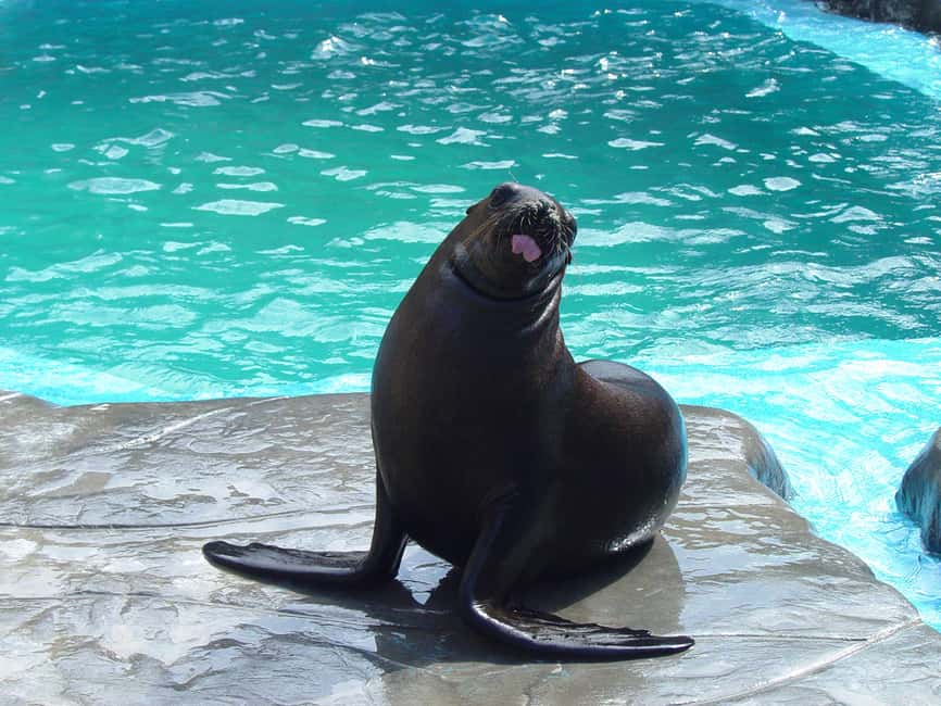 Puerto Plata Ocean World Tickets - Ocean World Adventure Park at Cofresi Beach: what the day is really like