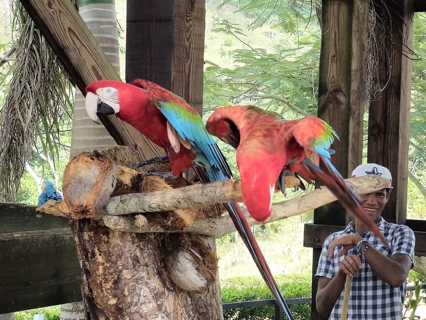 Punta Cana: Buggy and Zipline Adventure at La Hacienda - Key highlights you will actually care about