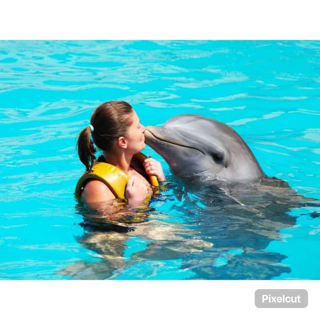 Punta Cana: Dolphin Explorer Park Entry, Swim, or Encounter - Getting to the park from Punta Cana and Bávaro without chaos