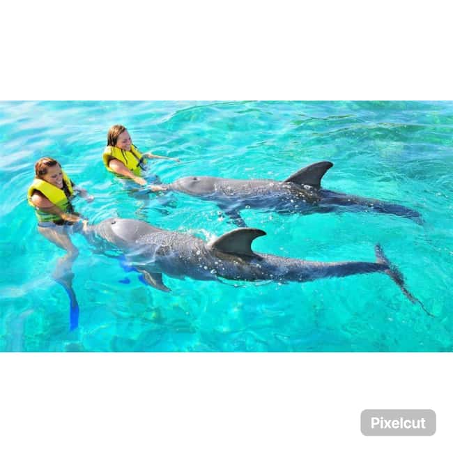 Punta Cana: Dolphin Explorer Park Entry, Swim, or Encounter - Dolphins, shows, and the one ethical headline to face honestly