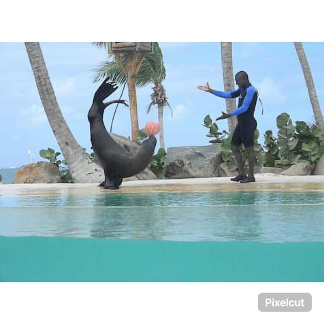 Punta Cana: Dolphin Explorer Park Entry, Swim, or Encounter - Should you book Punta Cana Dolphin Explorer Park?