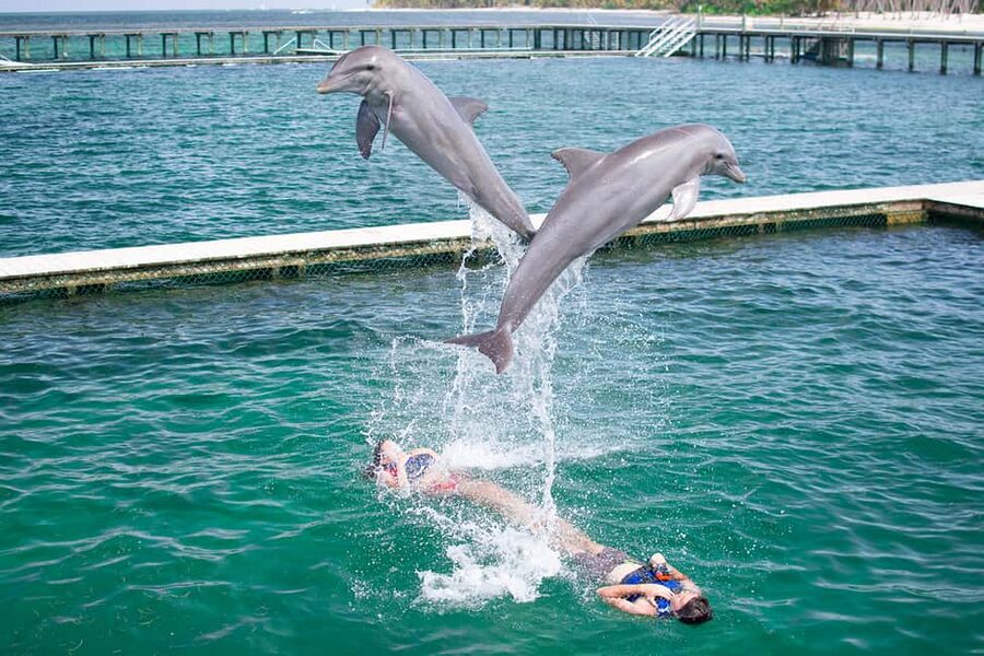 Punta Cana: Dolphin Explorer Swims and Interactions - Key things to know before you book