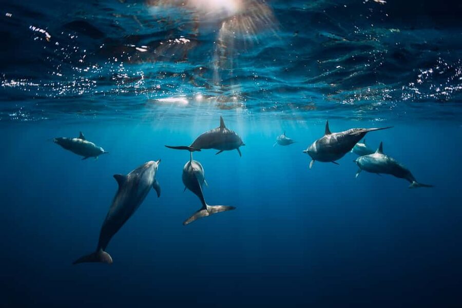 Punta Cana: Dolphin Explorer Swims and Interactions - The value call: is $120 worth it?