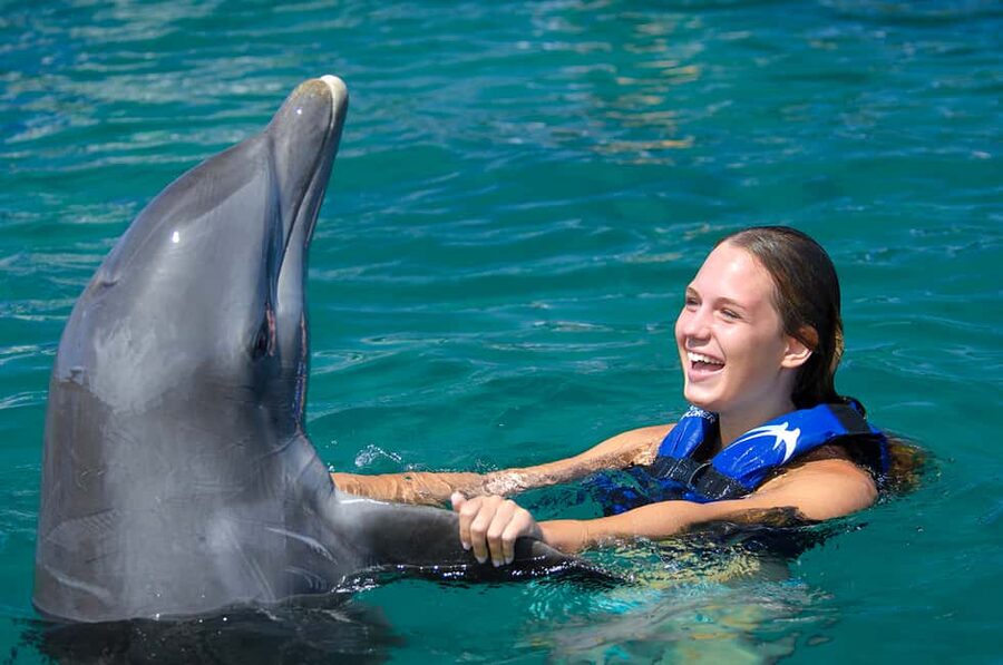 Punta Cana: Dolphin Explorer Swims and Interactions - The water session: what happens minute by minute
