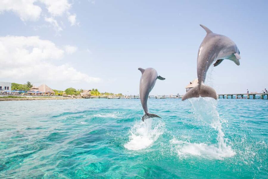 Punta Cana: Dolphin Explorer Swims and Interactions - Hotel pickup, timing, and how long the whole day really takes