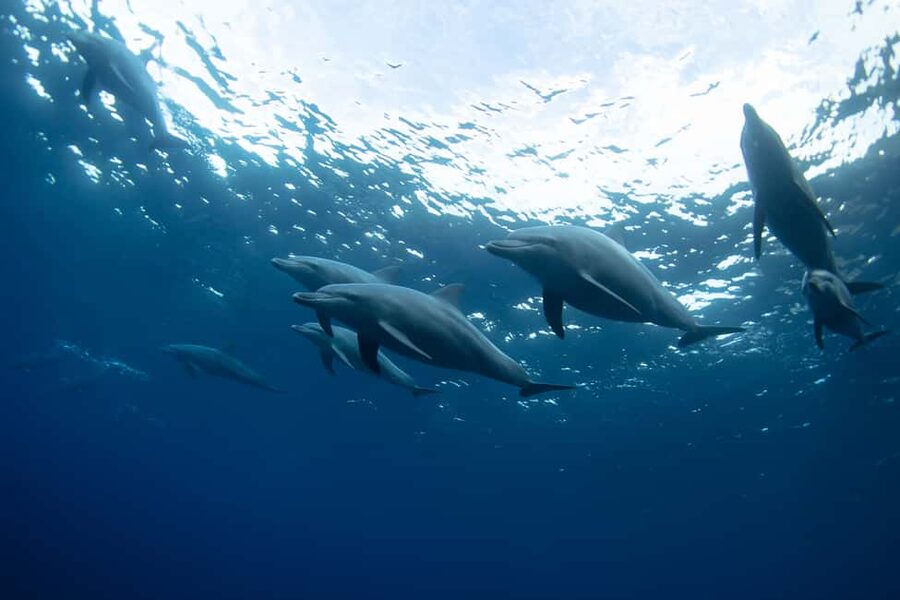 Punta Cana: Dolphin Explorer Swims and Interactions - Photo rules and costs: how to avoid the sticker shock