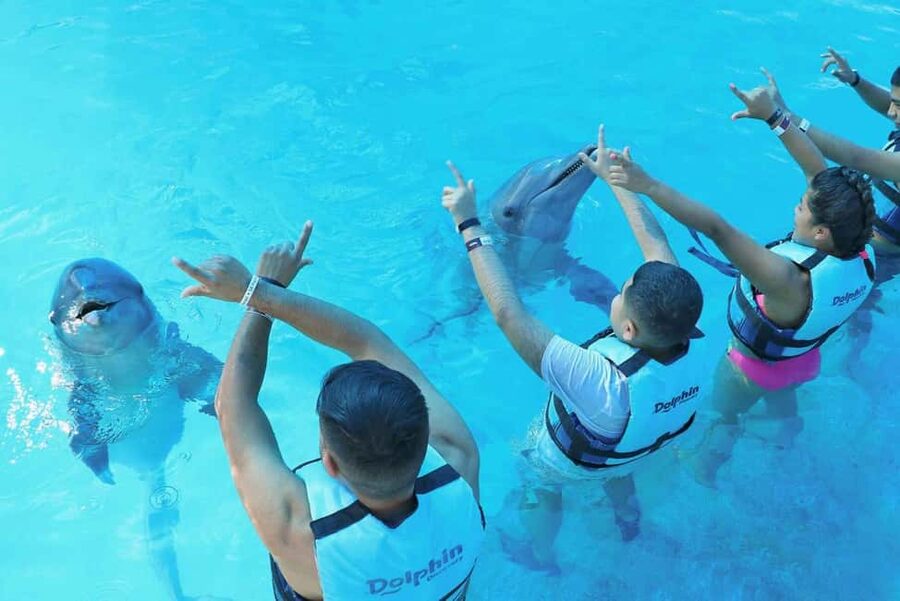 Punta Cana: Dolphin Interaction Experience & Hotel Transfers - Price and Value, and Why Photos Can Change the Final Cost