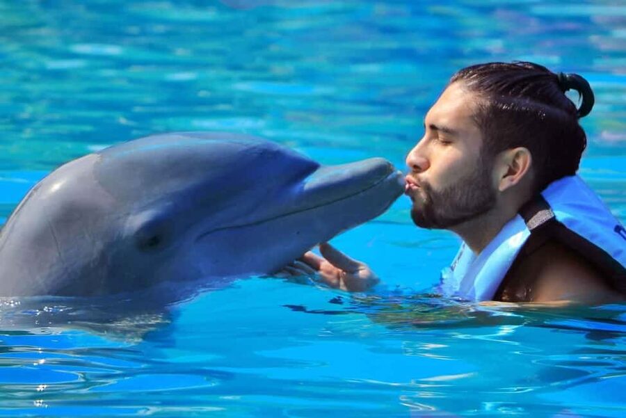 Punta Cana: Dolphin Interaction Experience & Hotel Transfers - Group Size, Waiting Time, and How to Make It Feel Less Rushed