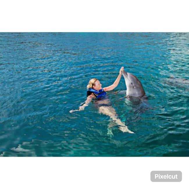 Punta Cana: Dolphin Park Entry and Swim with Dolphins - The Sea Lion Show: More Than Just Tricks