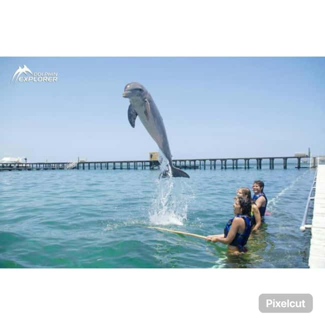 Punta Cana: Dolphin Park Entry and Swim with Dolphins - What’s Included, What’s Not, and What That Means for Your Day