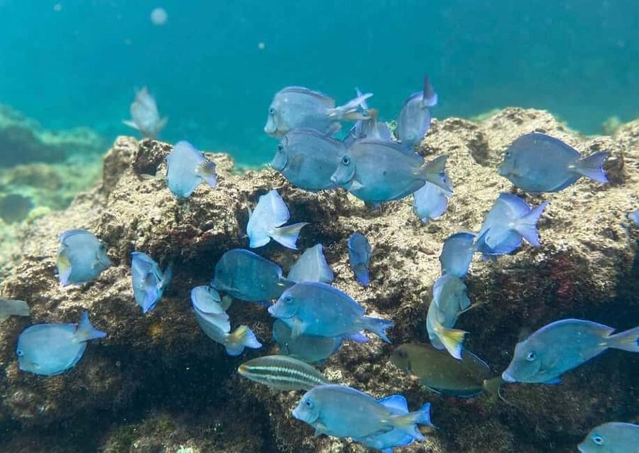 Punta Cana: Full-day Snorkelling Tour in Catalina Island - Coral reef snorkeling stop: what you’re likely to see