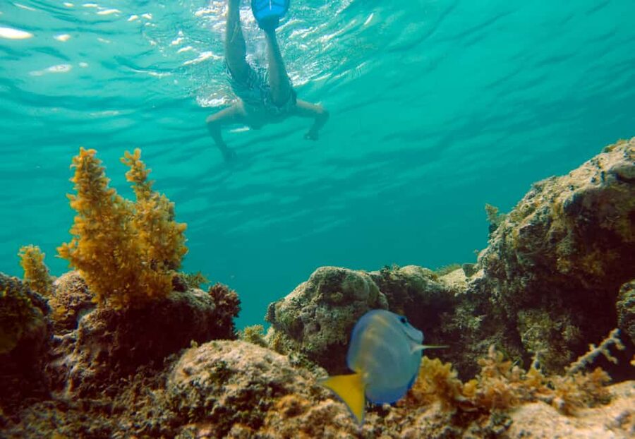 Punta Cana Happy Hour Sailing Cruise - Snorkeling the Bávaro Reef: What You’ll Do and When