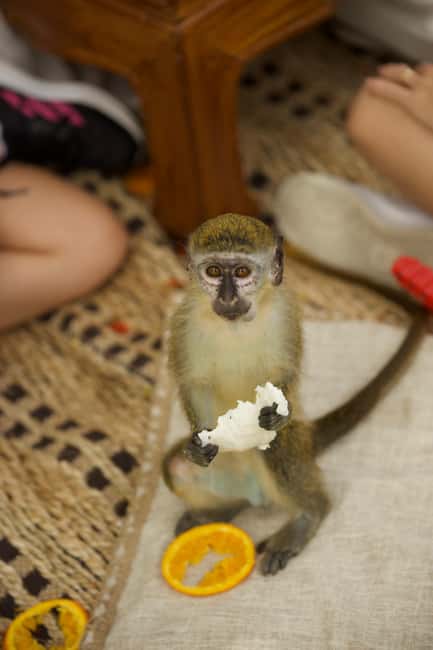 Punta Cana: Interactive Experience at Monkey House - What to bring, what to avoid, and who should skip this