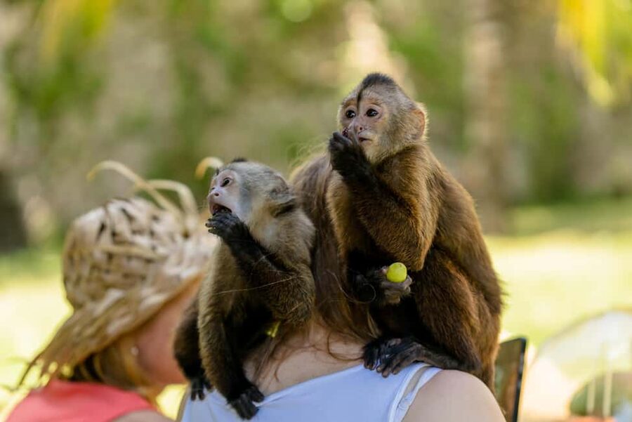 Punta Cana: Interactive Experience at Monkey House - Getting started: pickup, guide talk, and meeting the monkeys