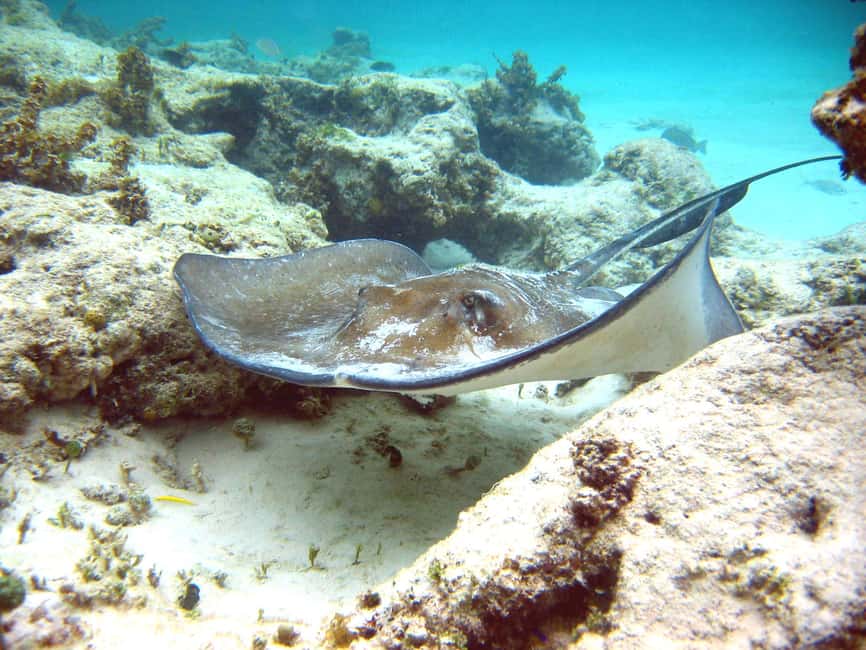 Punta Cana: Marinarium Snorkeling Cruise - Who this snorkeling cruise suits best