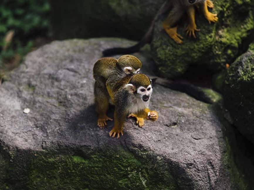 Punta Cana: Monkey Adventure by Jhoraji With Hotel Pick-Up - Quick hits: monkey magic, with a real-world catch