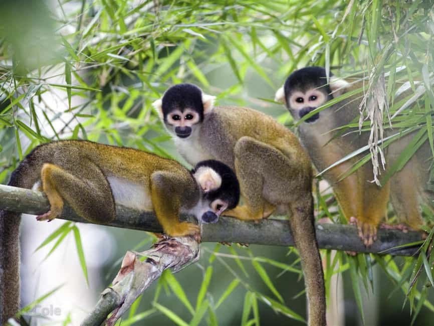 Punta Cana: Monkey Adventure by Jhoraji With Hotel Pick-Up - Punta Cana Monkey Adventure: What You Are Really Signing Up For