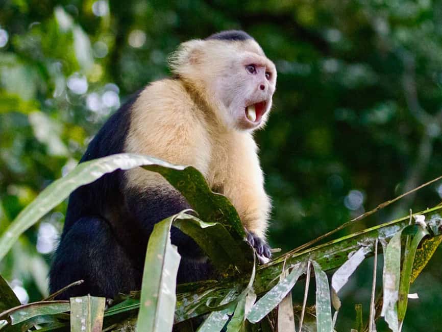 Punta Cana: Monkey Adventure by Jhoraji With Hotel Pick-Up - Four Monkey Species, One Hands-On Schedule