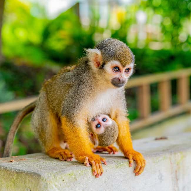 Punta Cana: Monkey Land Half-Day Safari and Plantation - Photo Packages, Souvenirs, and the Sales Portion (Handled Tactfully)