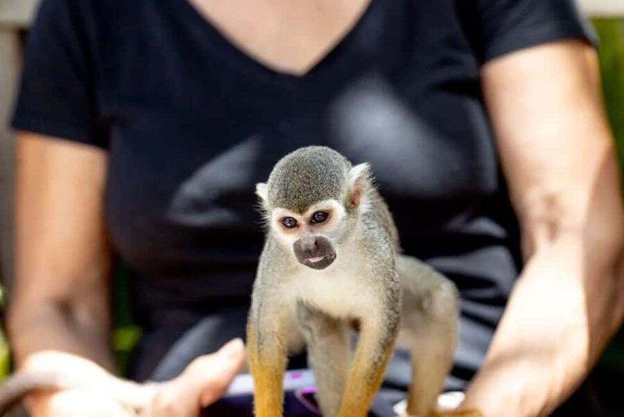 Punta Cana: Monkey Sanctuary Half-Day Tour - Monkey Sanctuary feels like nature, not a circus