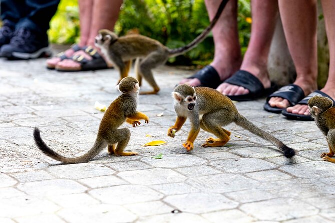Punta Cana Monkeyland and Zipline Two Adventures in One Day - Coconut House Stop: Organic Foods and Dominican Flavor Time