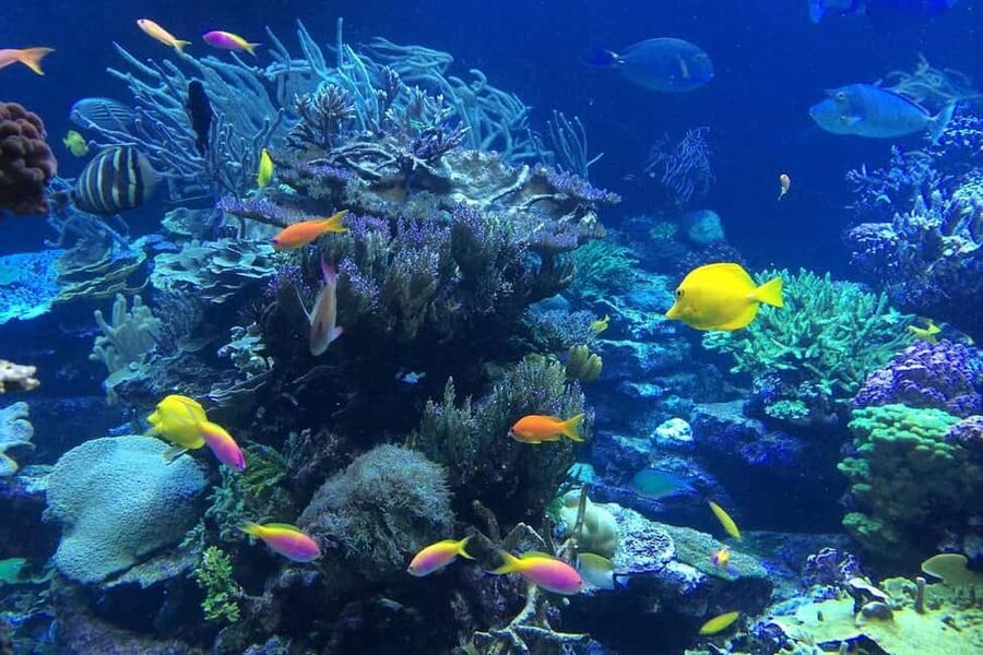 Punta Cana or La Romana: Catalina Island Tour and Snorkeling - Catamaran to Catalina Island, From Punta Cana or La Romana