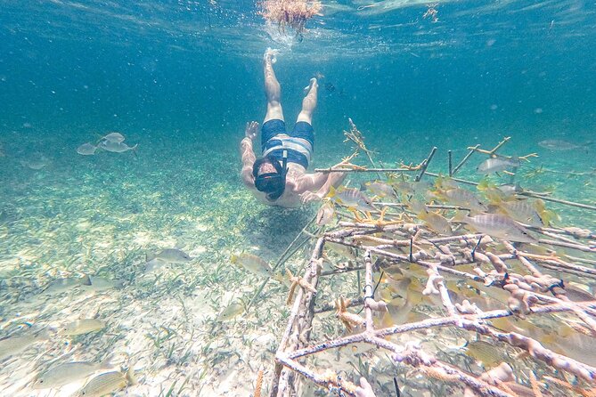 Punta Cana Private Cruise Up To 10 Snorkeling & Seafood lunch - Who this tour suits best