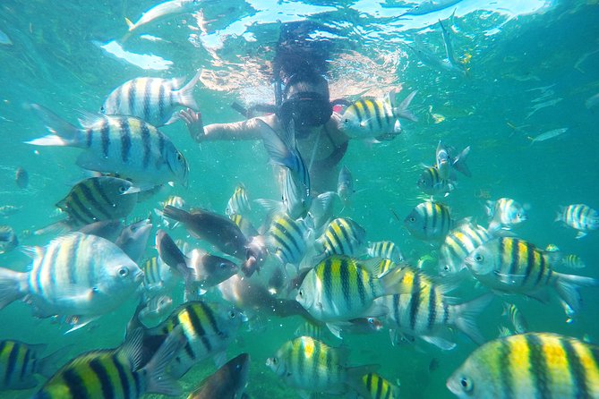 Punta Cana Private Cruise Up To 10 Snorkeling & Seafood lunch - Cabeza de Toro reef snorkeling and coral gardening stop