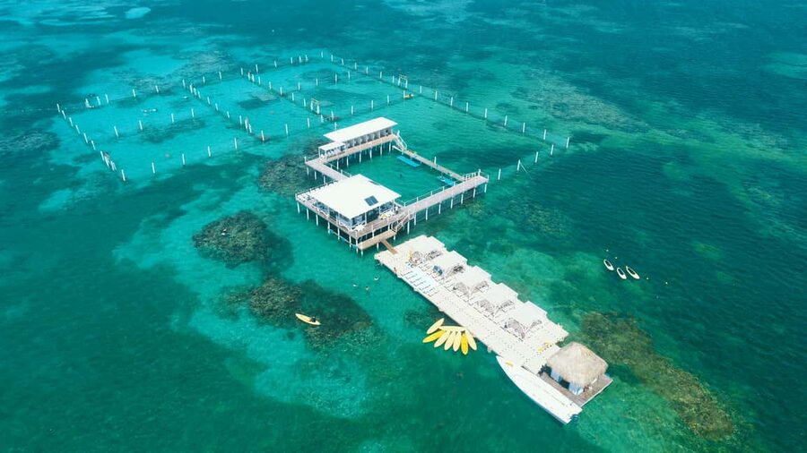 Punta Cana: Reef Explorer Access w/ Sharks & Stingrays Swim - Key Highlights to Know Before You Go