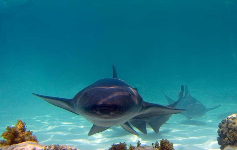 Punta Cana: Reef Explorer Access w/ Sharks & Stingrays Swim - Price and Value: What $149 Buys in Real Life