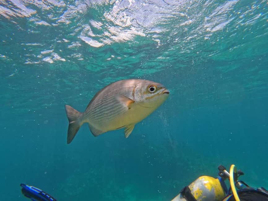 Punta Cana: Scuba Doo Adventure with Round-Trip Transfer - What the round-trip transfer really means for your schedule